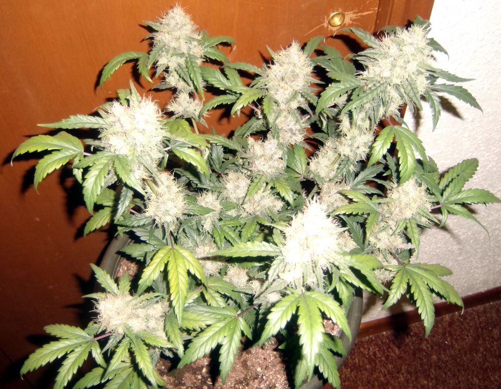 GG - Day 69 (2).JPG