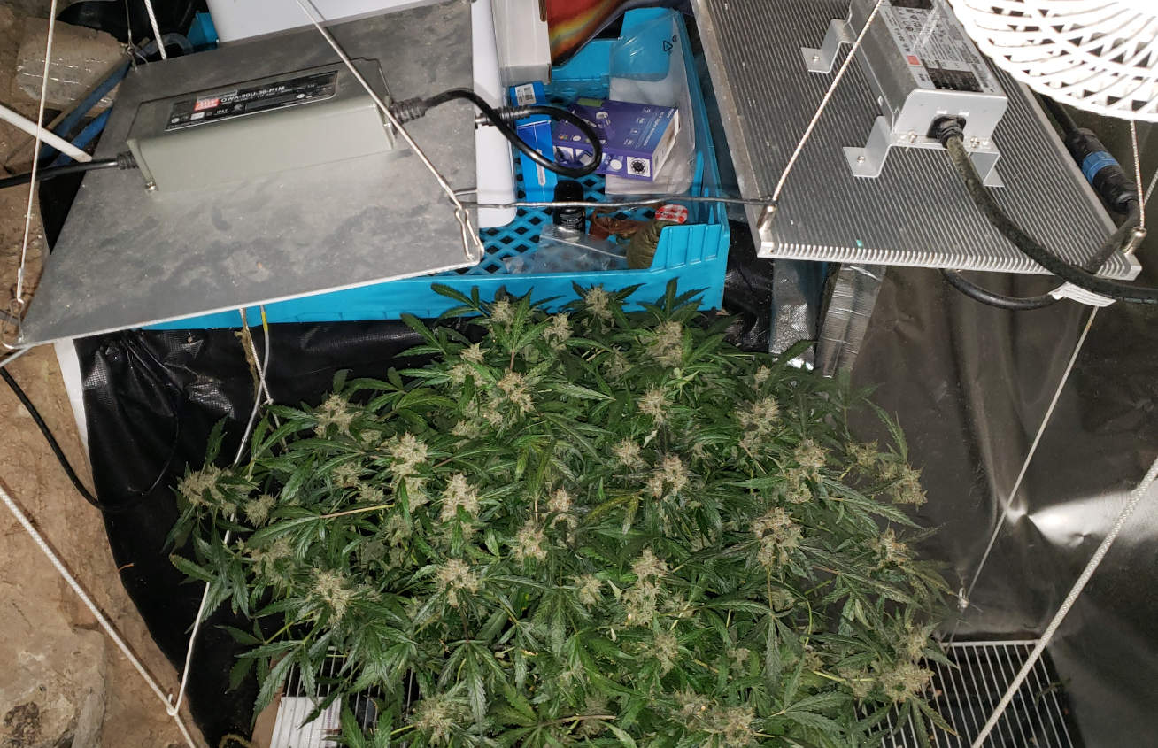 GG4a.2_day103_200w.jpg