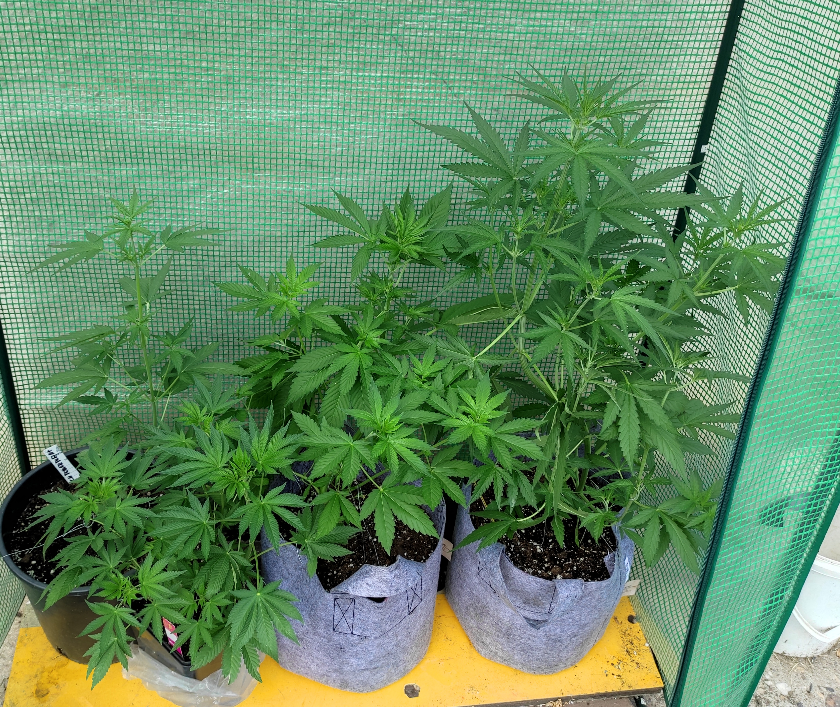 gh girls day 44.jpg