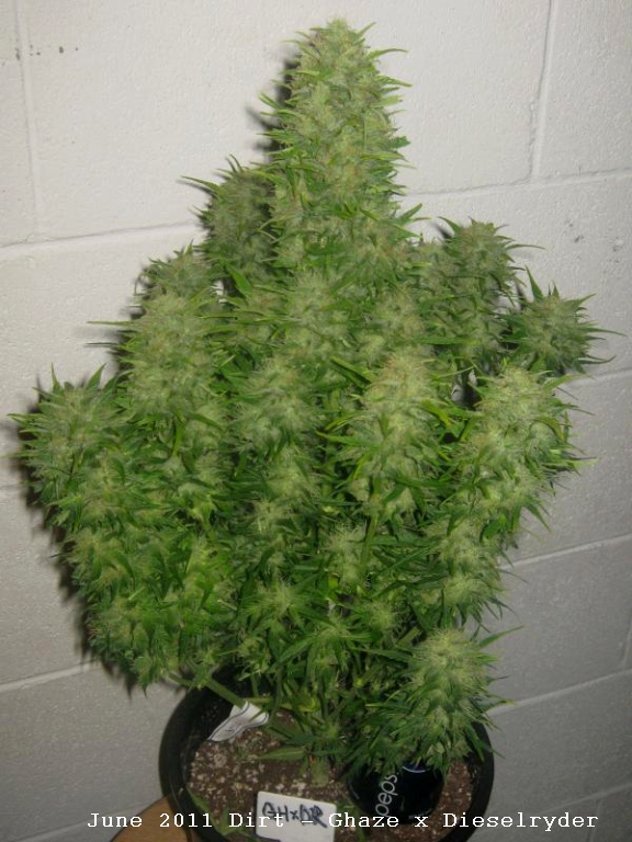 GHaze_x_Dieselryder_autoflower.jpg