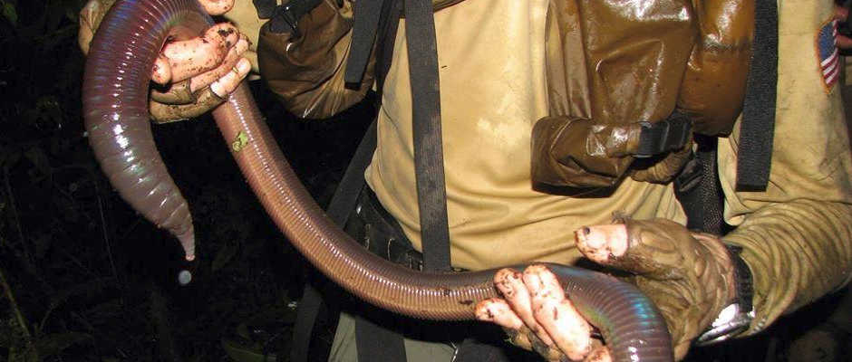 giant-earthworm.jpg