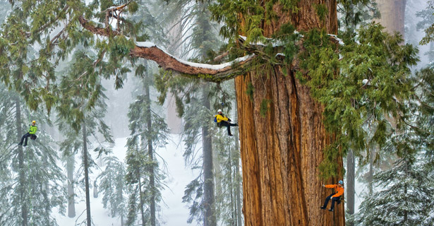 giant-sequoia-and-researchers-615.jpg