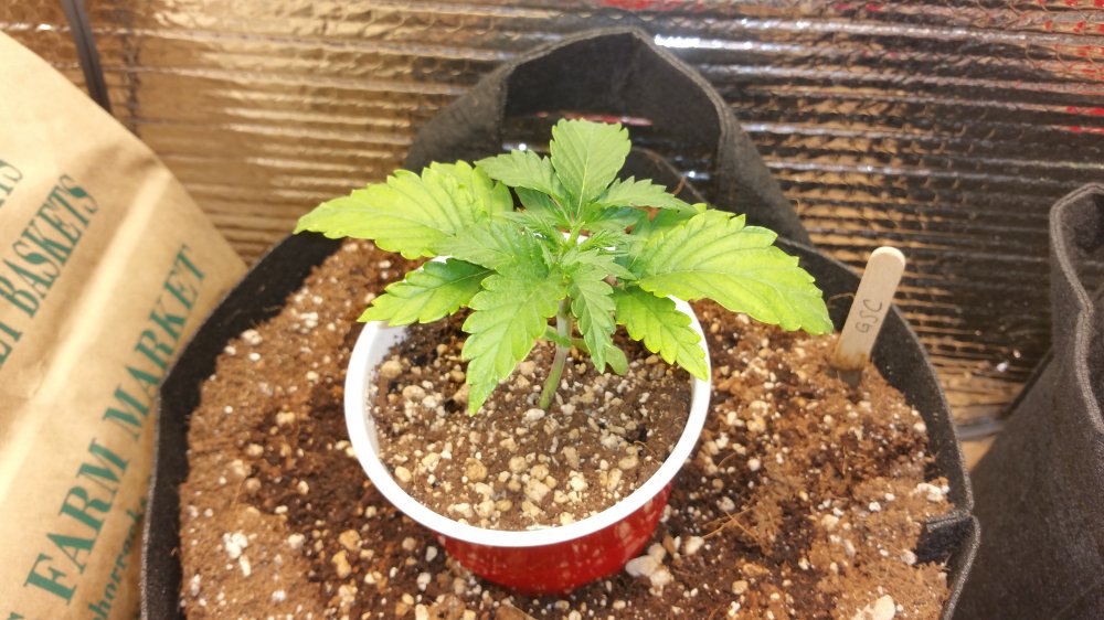 Girl Scout Cookies Day 14.jpg