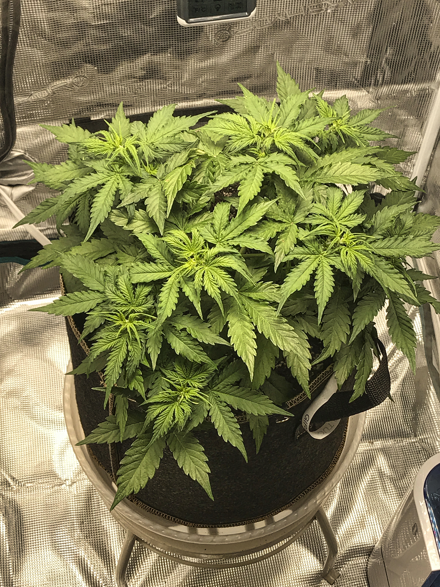 Girl Scout Cookies Day 29 #2.jpeg