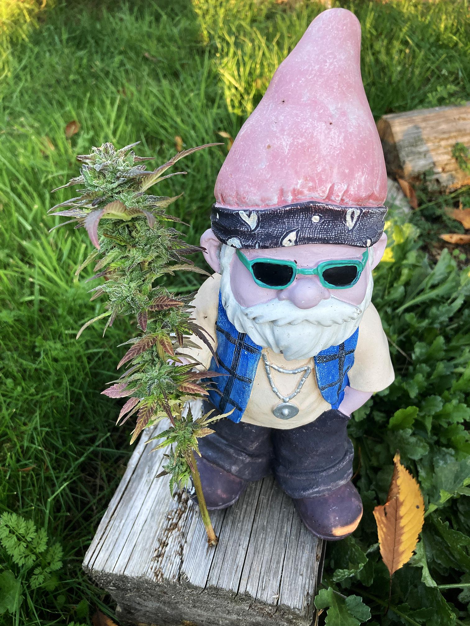 Gnome harvest.jpg