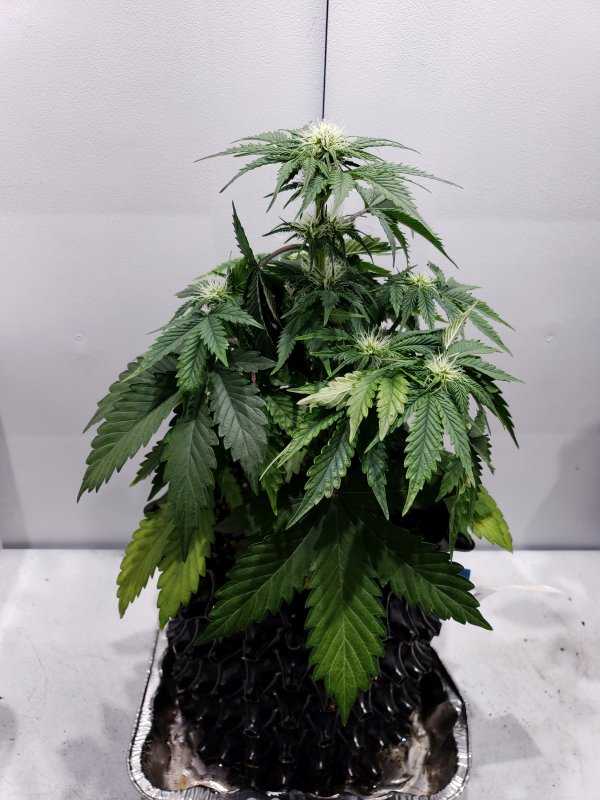 Gold Glue - Day 35 - (2).jpg