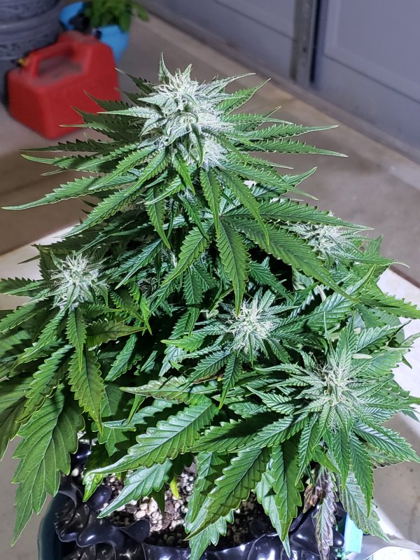 Gold Glue - Day 53 - Just pollinated - (2).jpg