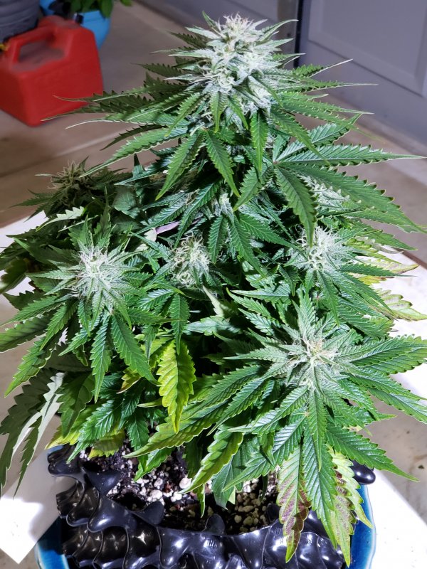 Gold Glue - Day 53 - Just pollinated.jpg