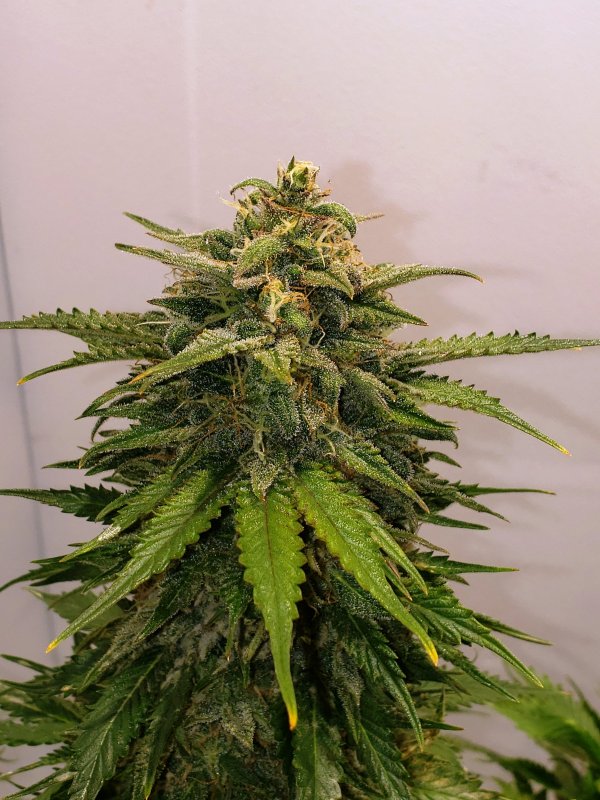 Gold Glue - Day 68 - (3).jpg