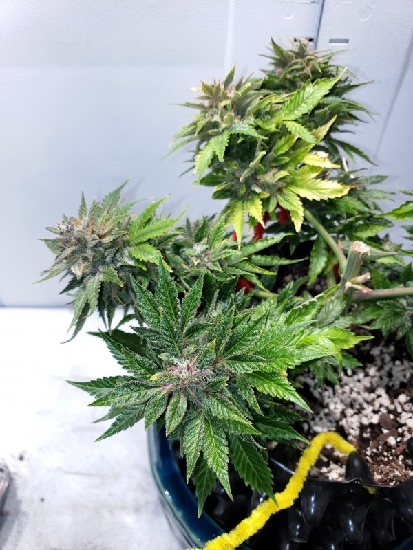 Gold Glue x SD - Day 89 - (2).jpg