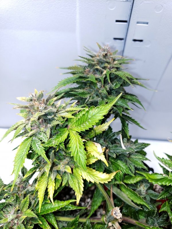 Gold Glue x SD - Day 89 - (4).jpg