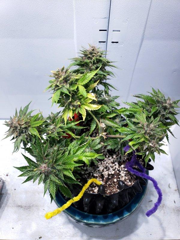 Gold Glue x SD - Day 89.jpg