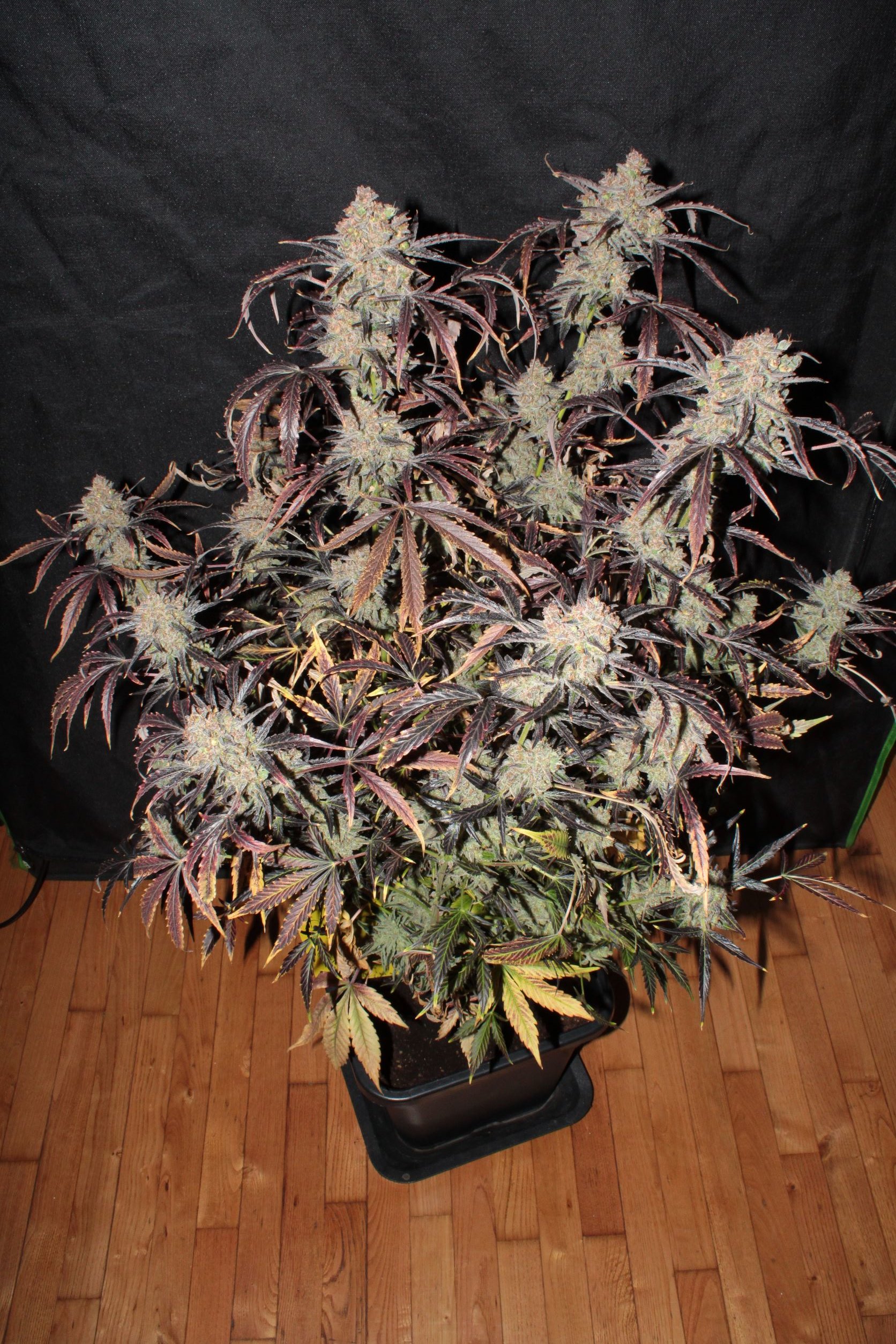 gorilla auto 95 days whole top.JPG