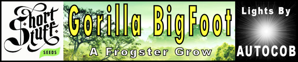 Gorilla Bigfoot Logo.jpg