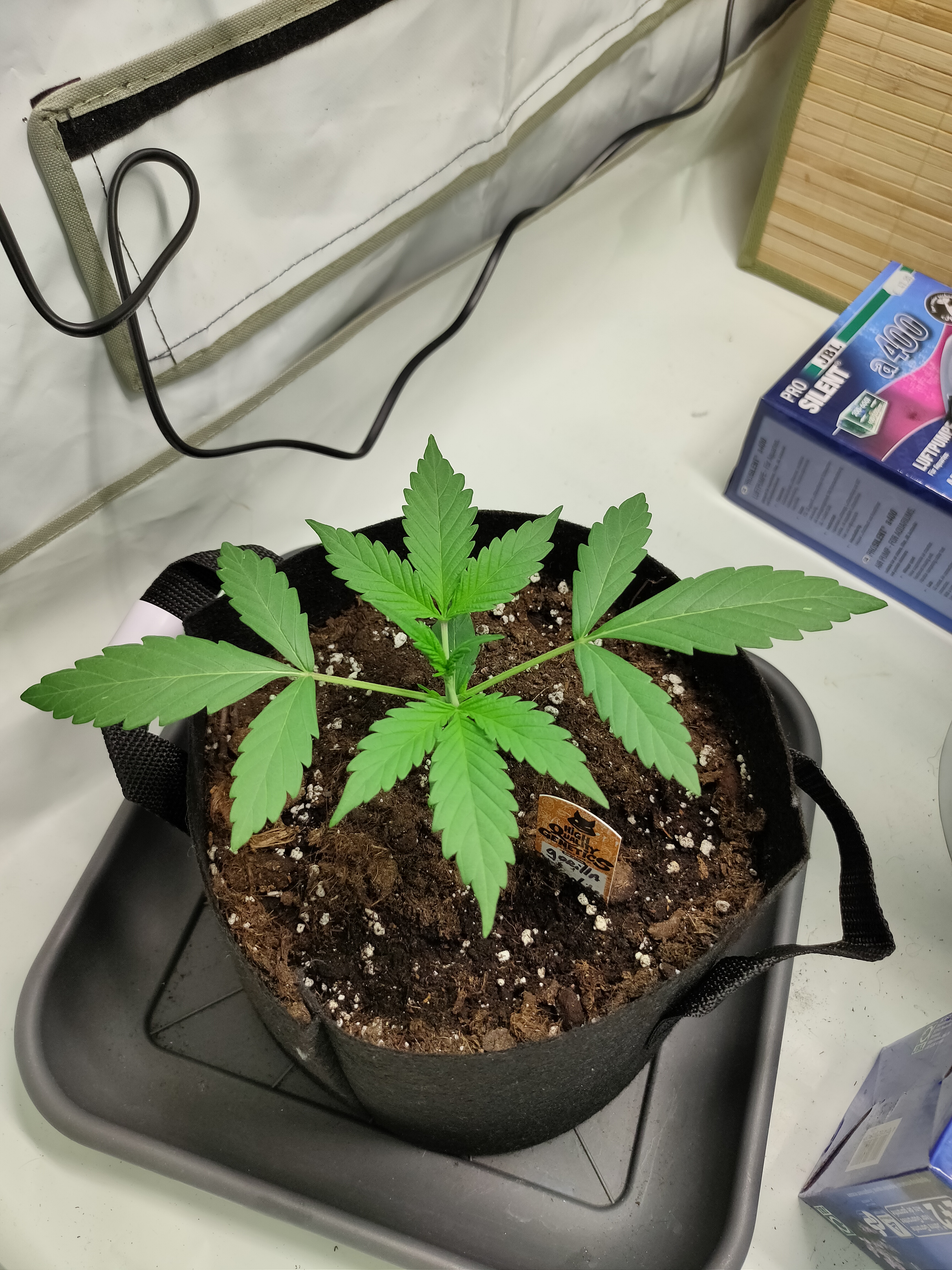 Gorilla Cookies week2-1.jpg