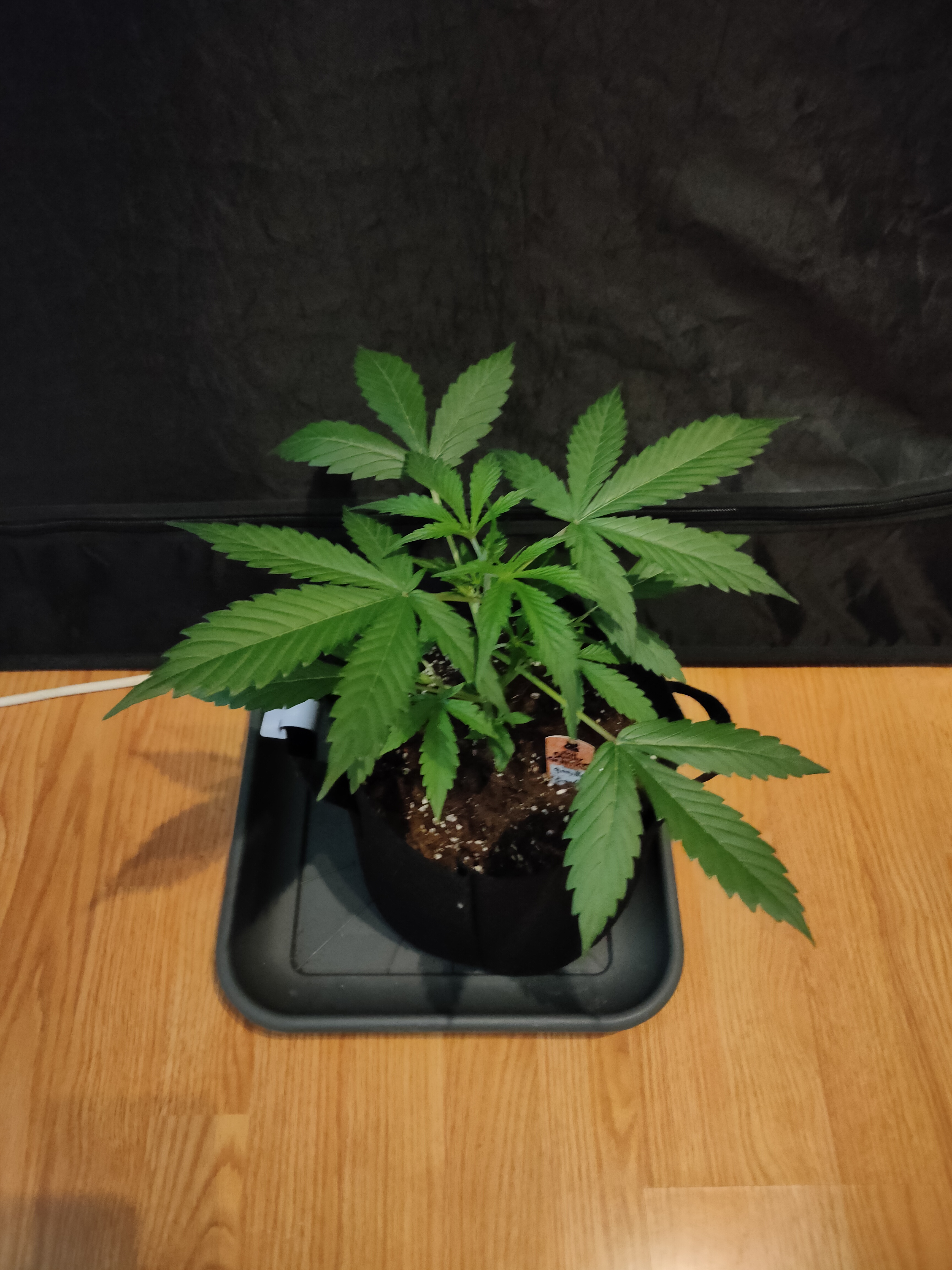 Gorilla Cookies week3-1.jpg