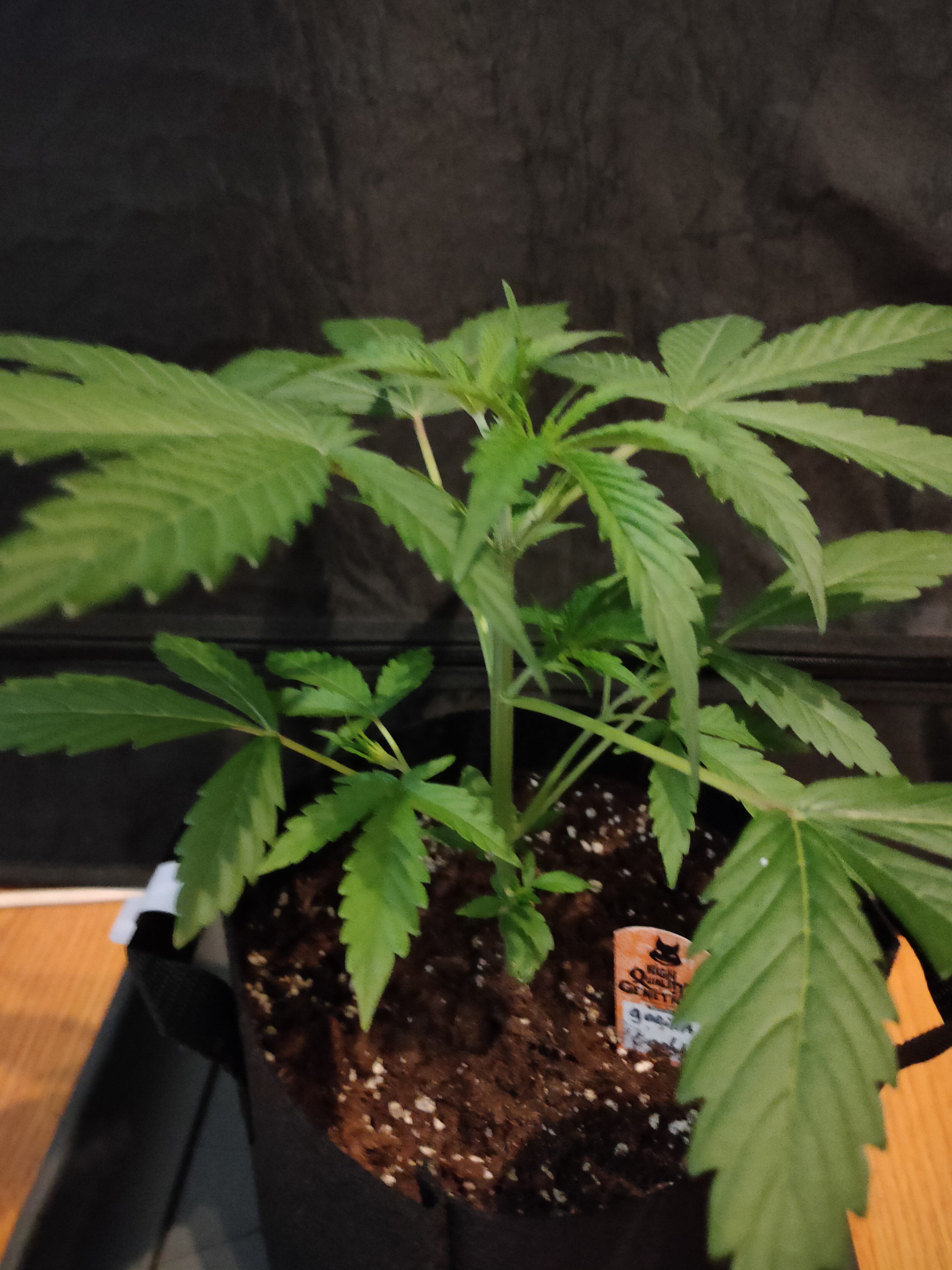 Gorilla Cookies week3-2.jpg