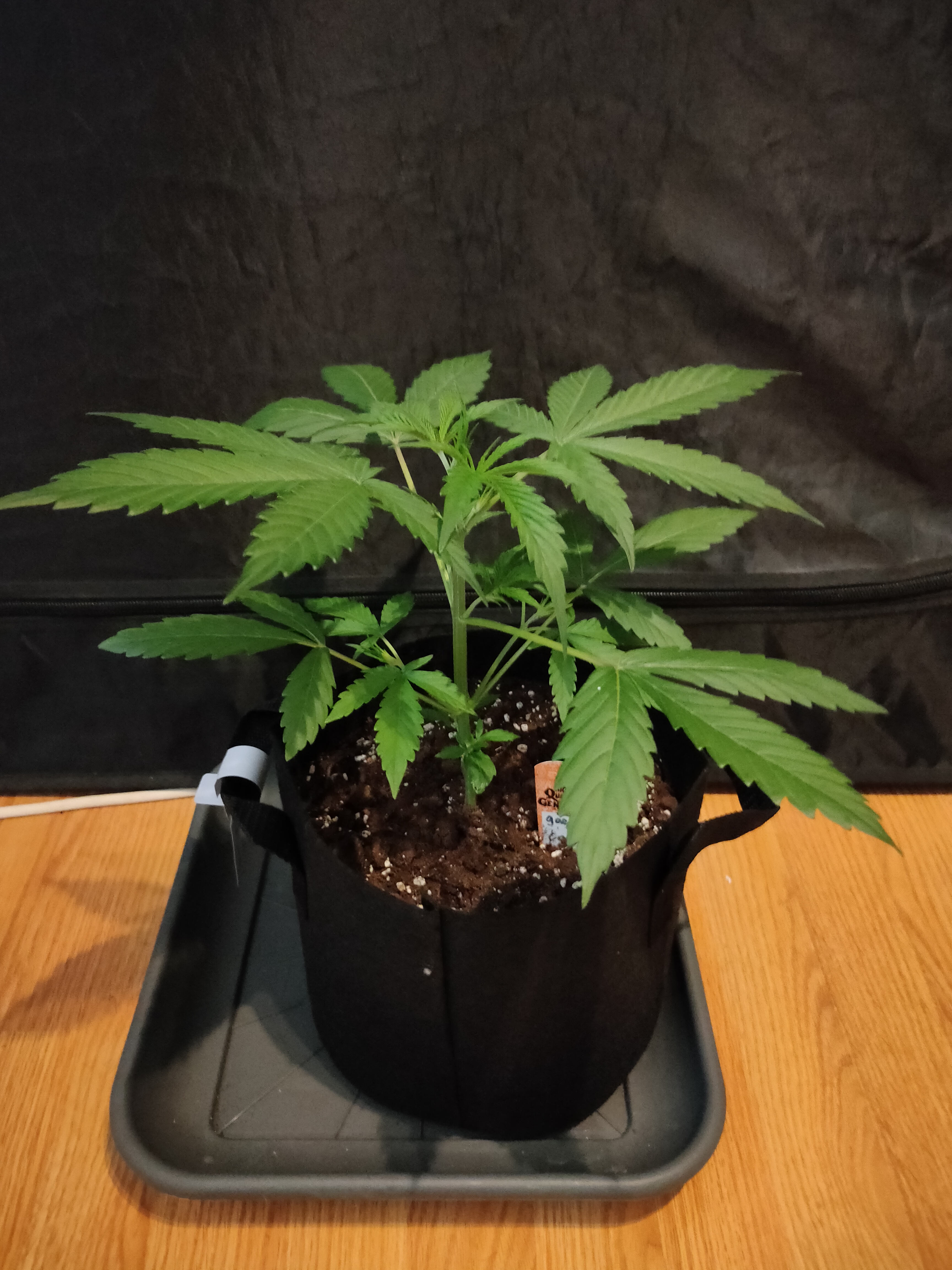 Gorilla Cookies week3-3.jpg