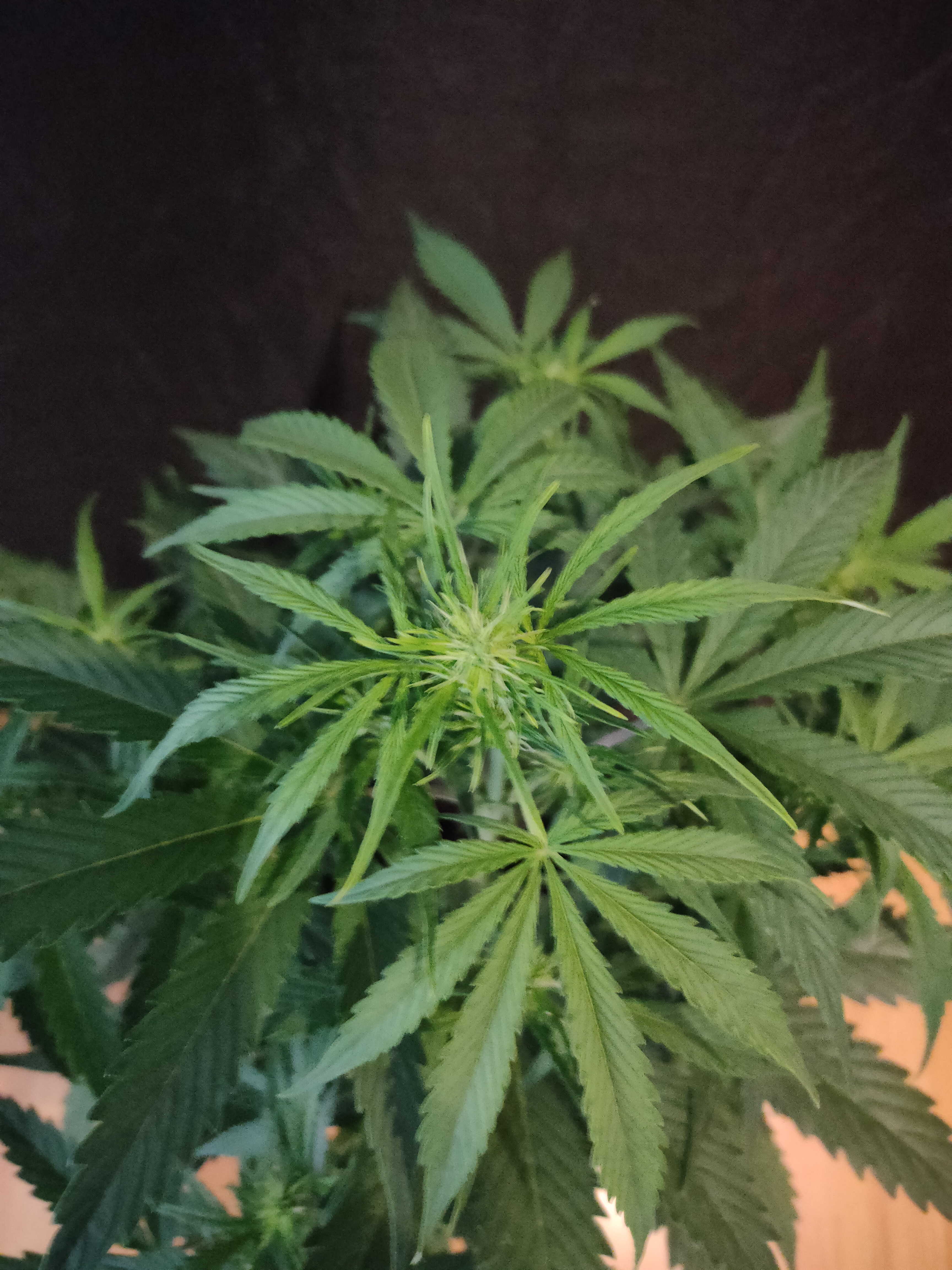 Gorilla Cookies week4-3.jpg