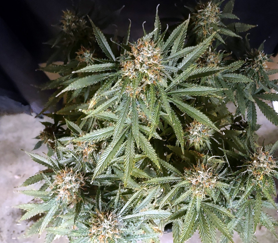 Gorilla Glue auto P2 Bud pic1 -5-18-2021.jpg