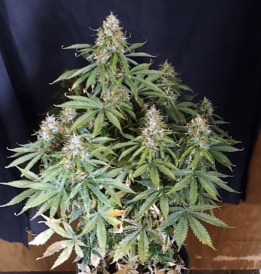 Gorilla Glue auto P2 pic1 -5-18-2021.jpg