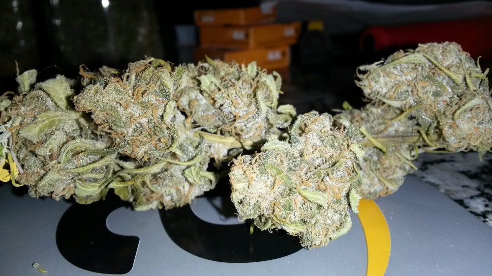 Gorilla glue dry 3.jpg