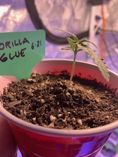 Gorilla Glue Side View 7-2.jpg