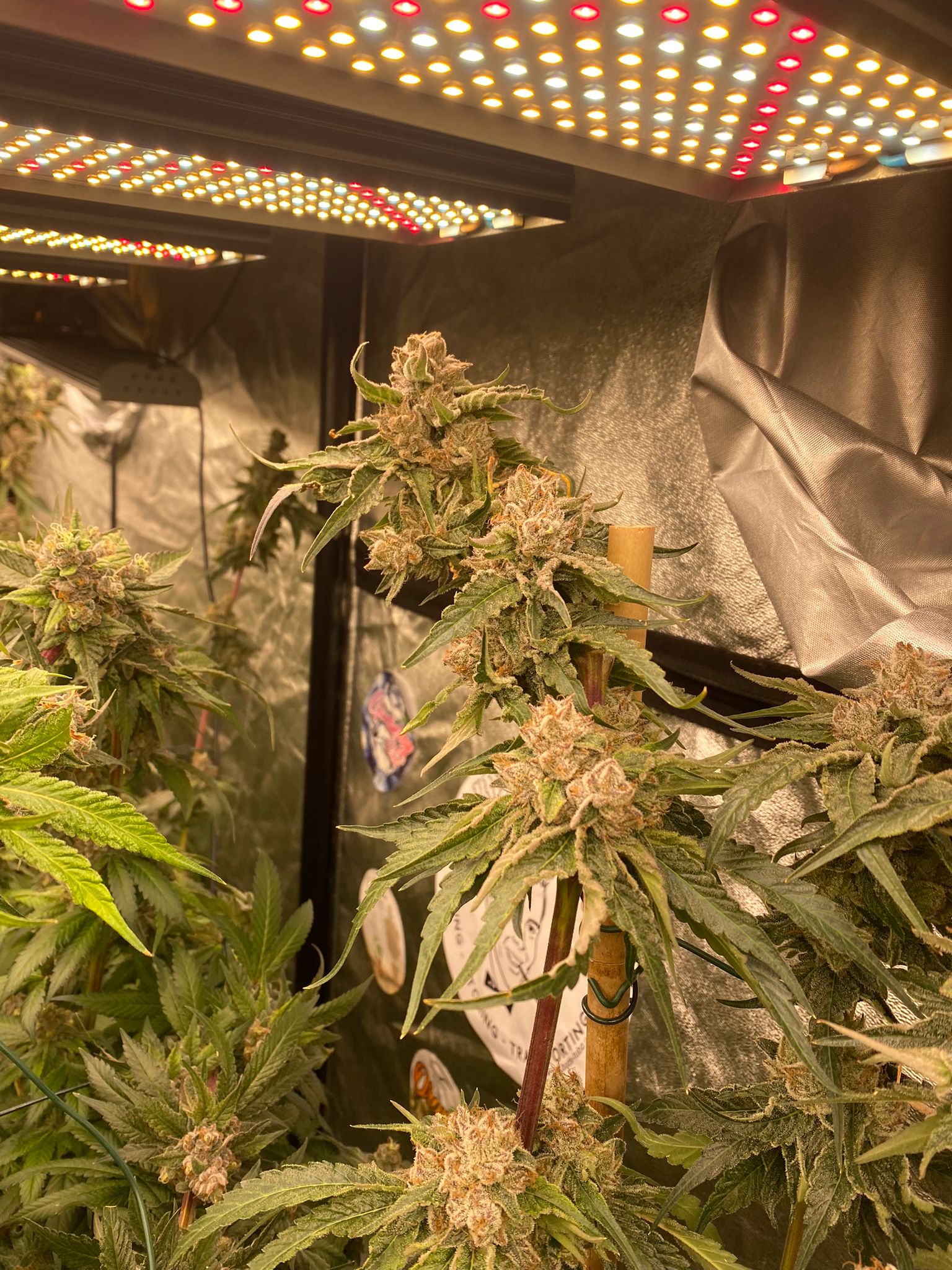 Gorilla Skittles & Skysaber 720w led grow lights x 4 day 59 in flowering  (3).jpeg