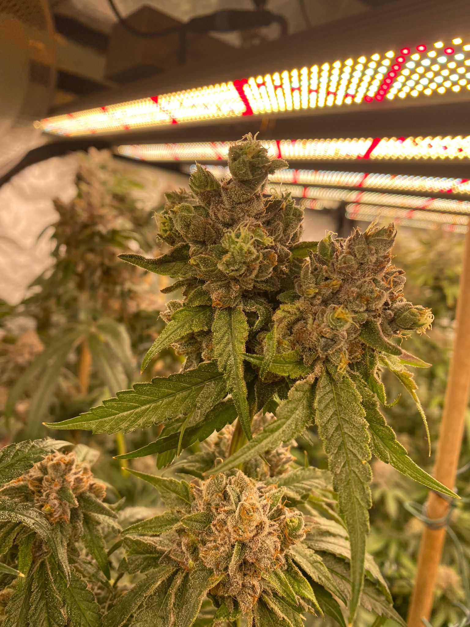 Gorilla Skittles & Skysaber 720w led grow lights x 4 day 59 in flowering  (5).jpeg