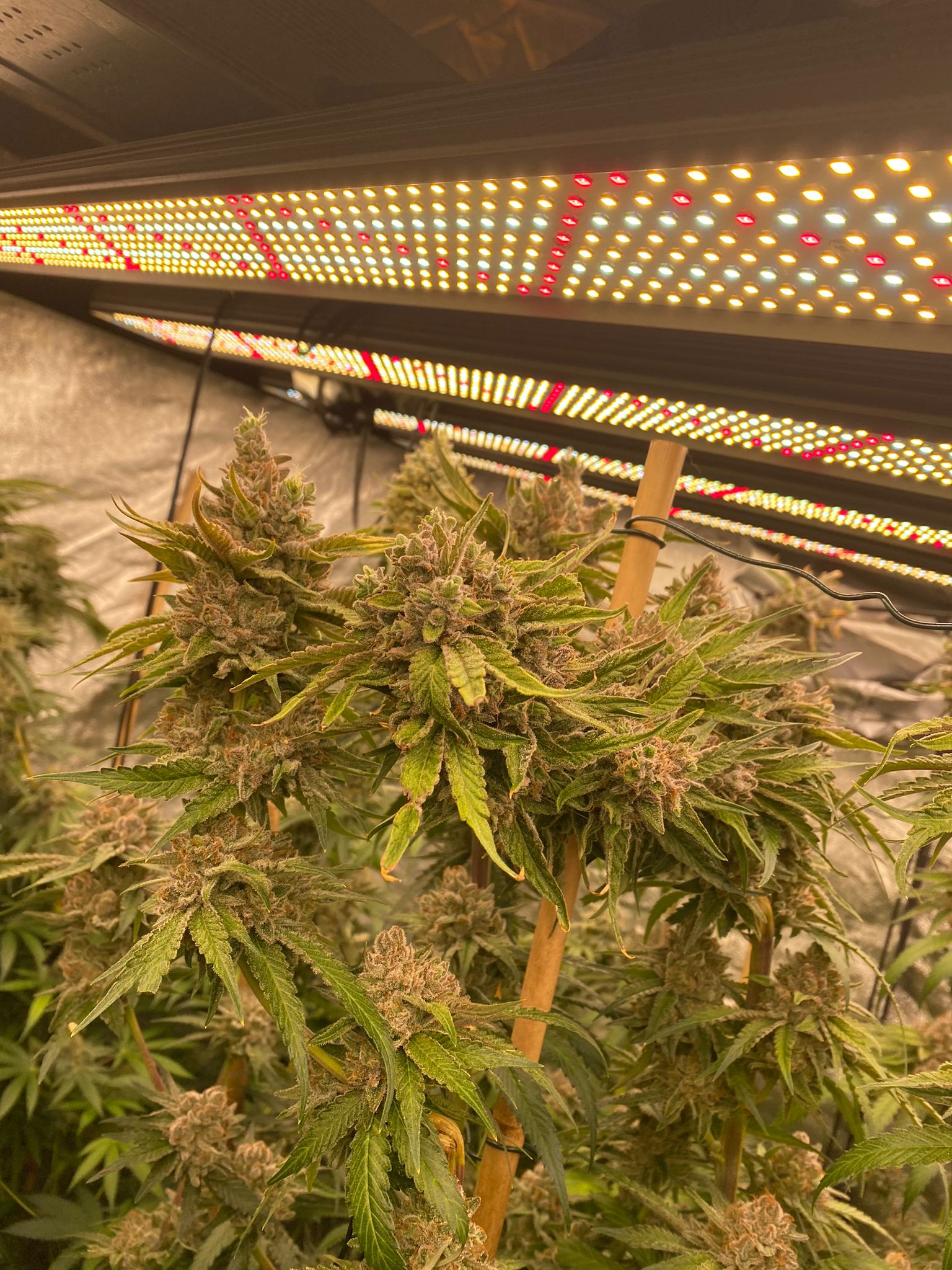 Gorilla Skittles & Skysaber 720w led grow lights x 4 day 59 in flowering  (7).jpeg