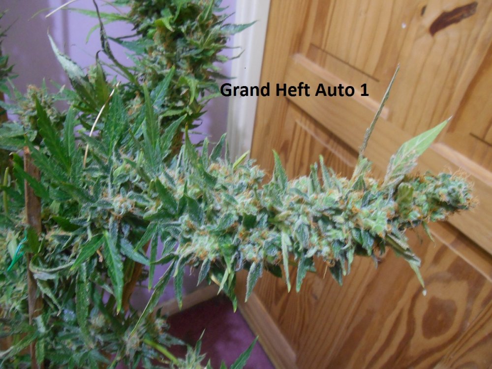 Grand Heft Auto 1-6.jpg