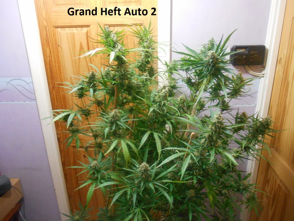 Grand Heft Auto 2-2.jpg