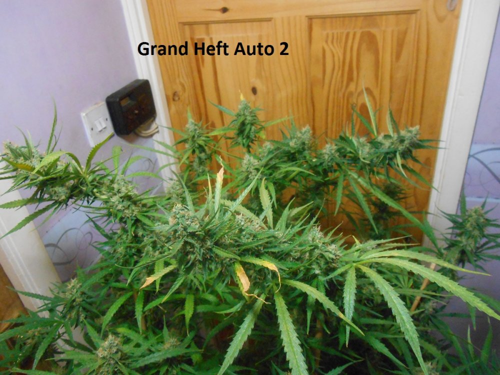 Grand Heft Auto 2-6.jpg