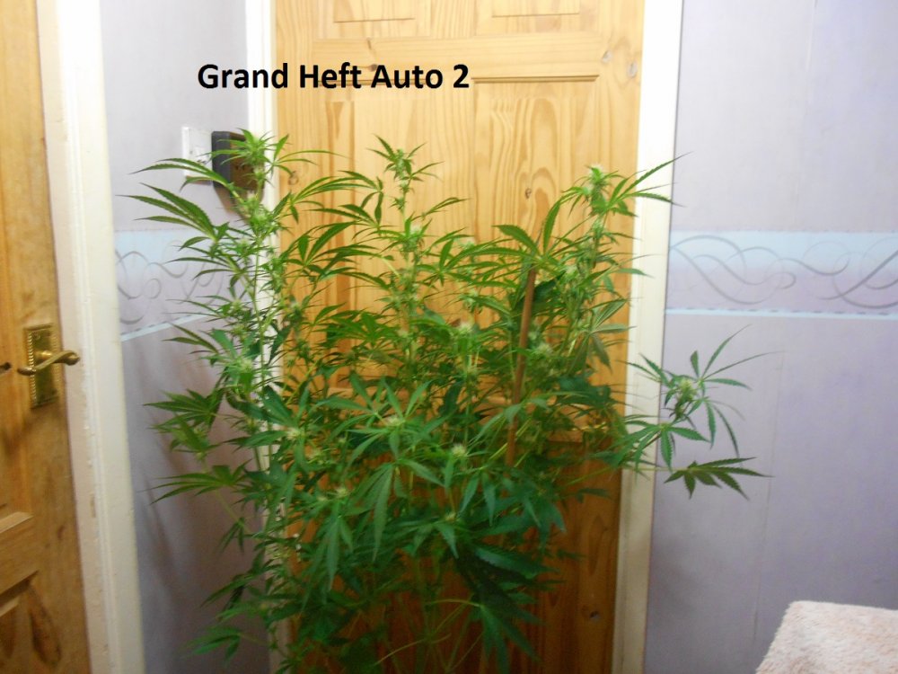 Grand Heft Auto a.jpg