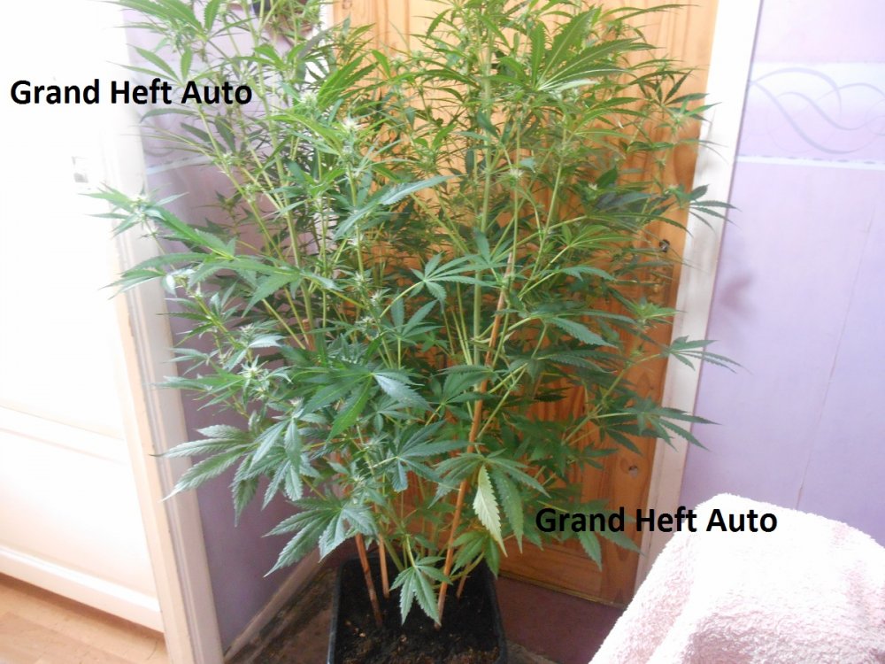 Grand Heft Auto2.jpg