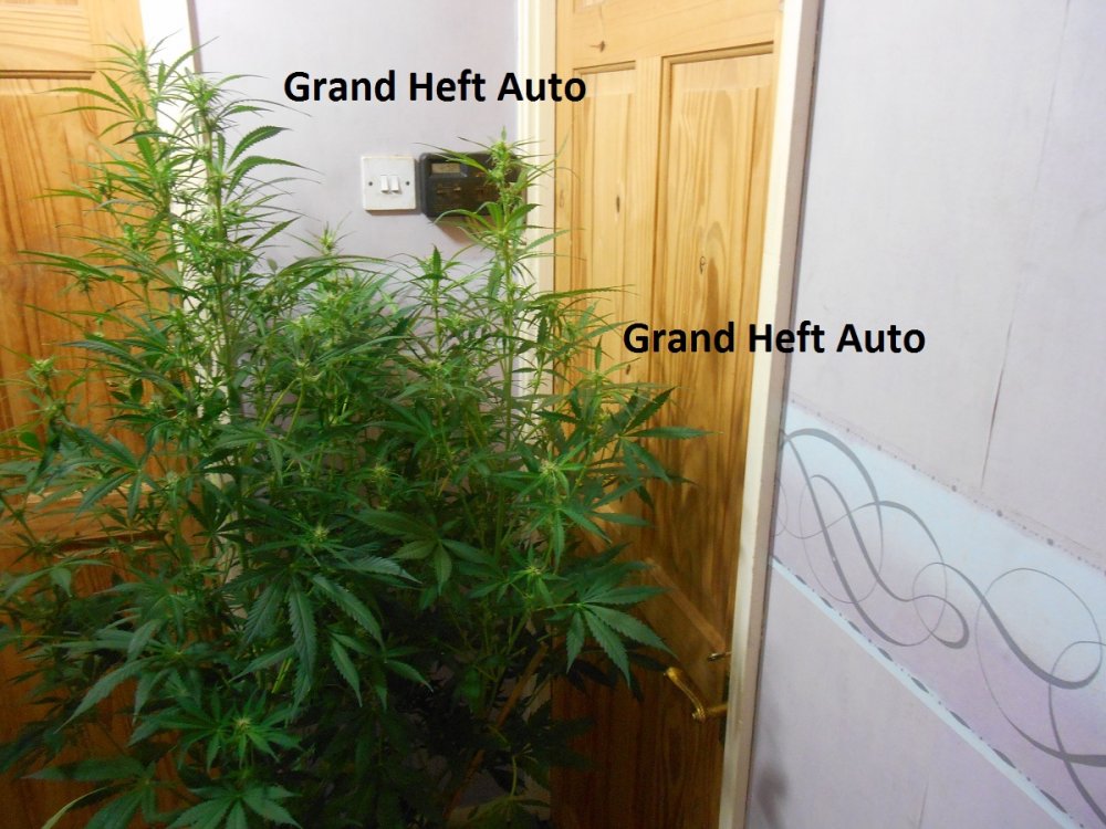 Grand Heft Auto4.jpg