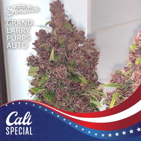 Grand_Larry_Purps_Auto_Aztech_4-460x460.jpg