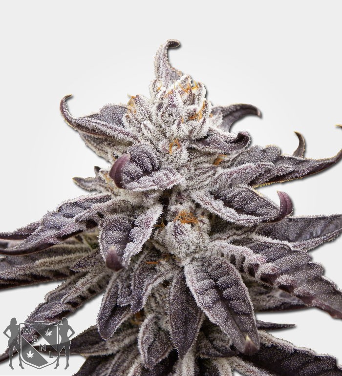 grandaddy-purple-auto.jpg