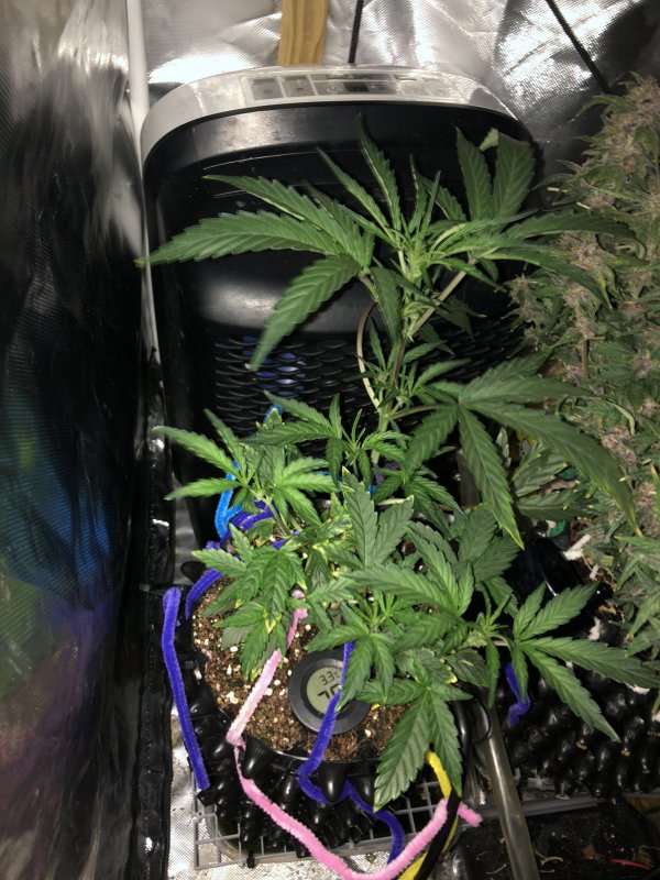 grape walter kush day 80.JPG