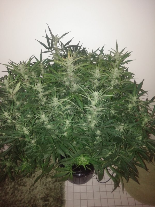 Grape_Day43.jpg