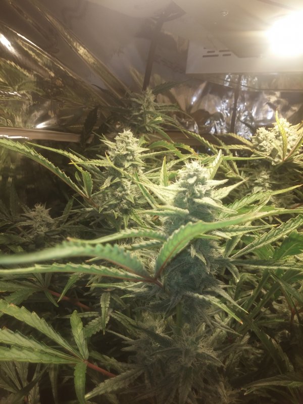 Grape_day53.jpg