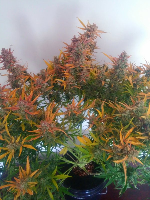 Grape_day71.jpg