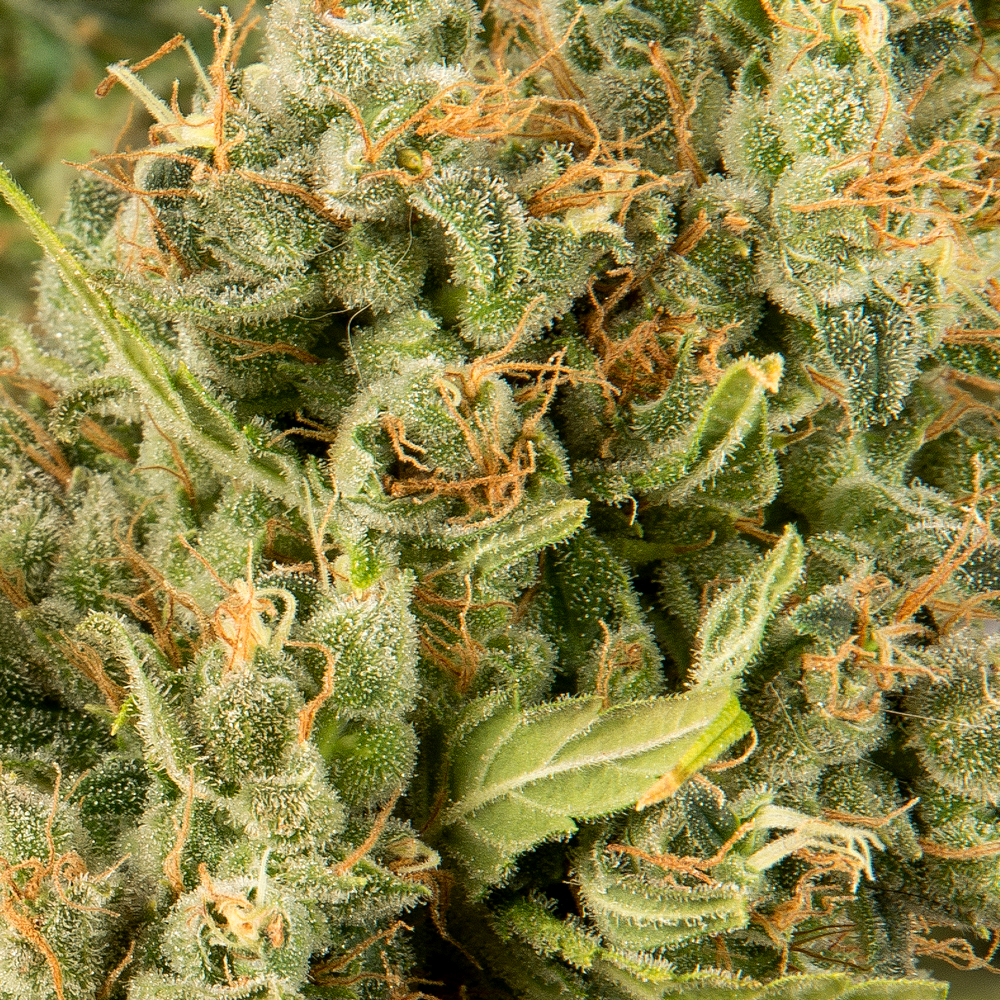 Green Crack bud one Crop 10 Nov.jpg