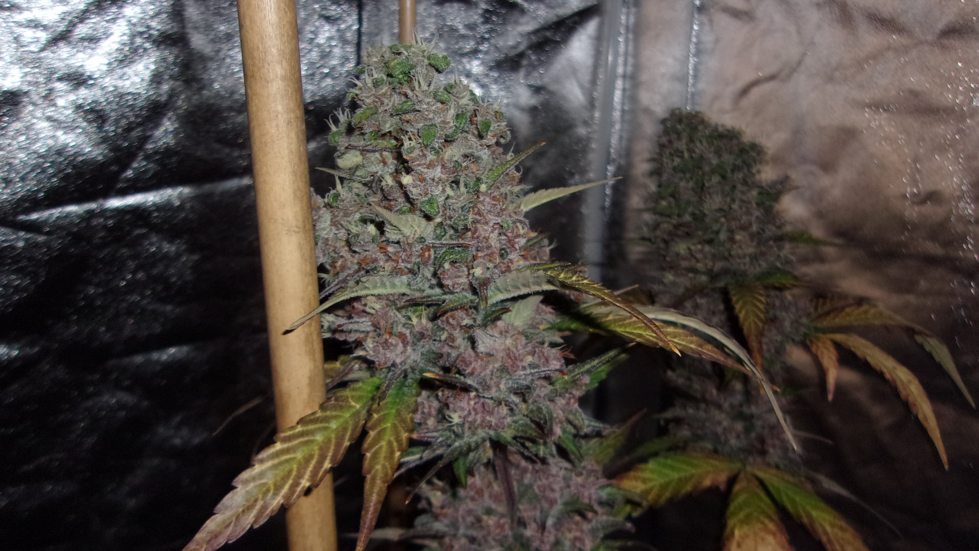 Green Hornet Blueberry auto.JPG