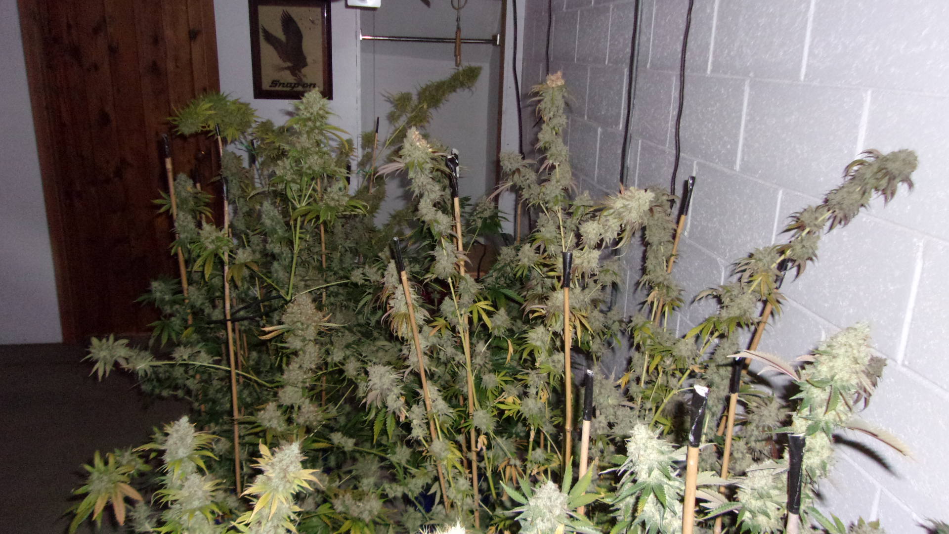 Green Hornets bag seed and Northern lights photo grow.JPG