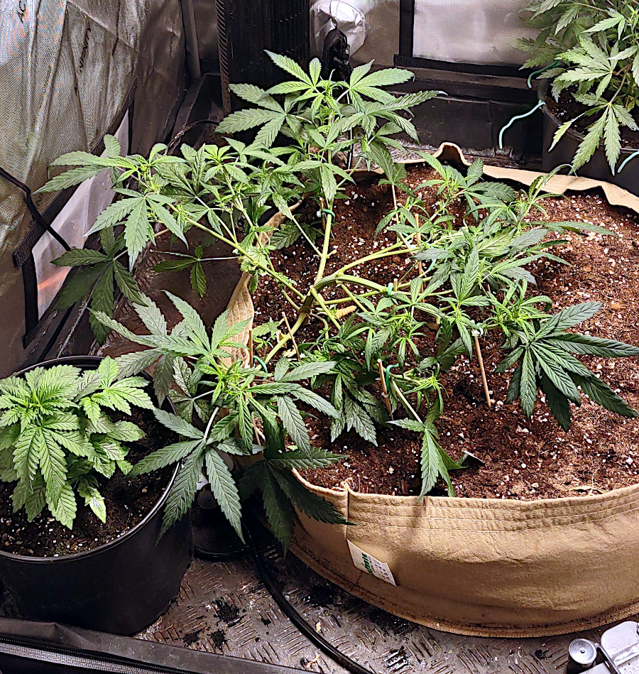 Green Poison XL in 30gallon pot -7-4-2021.jpg