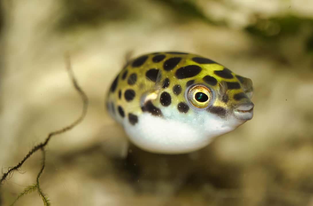 green-spotted-puffer.jpeg