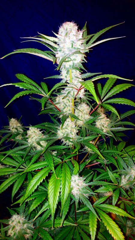 greencrack20170214_191329[1].jpg