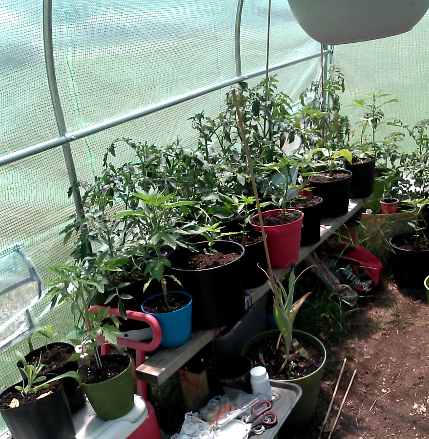 Greenhouse-2-5-29-2015.jpg