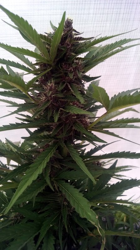 Greenhouse Black Dragon Bud.jpg